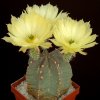 Echinocereus_subinermis